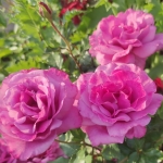Shocking Blue / Шокинг Блю